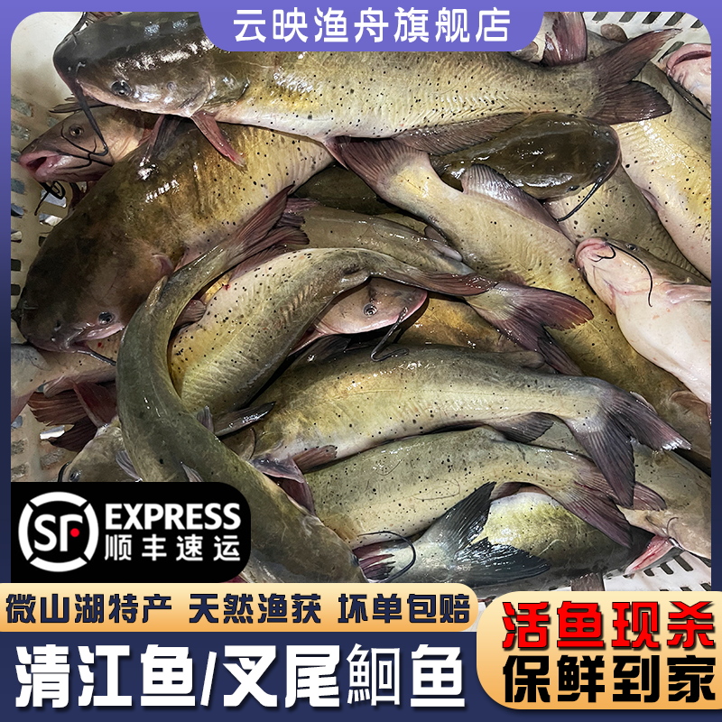 顺丰微山湖清江鱼新鲜活鱼现杀叉尾鮰鱼江团酸菜鱼开背烤鱼发顺丰,水产肉类/新鲜蔬果/熟食,淡水鱼类,淘宝优惠券,粉丝福利购,淘宝优惠卷