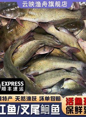 微山湖生态江团清江鱼顺丰发货