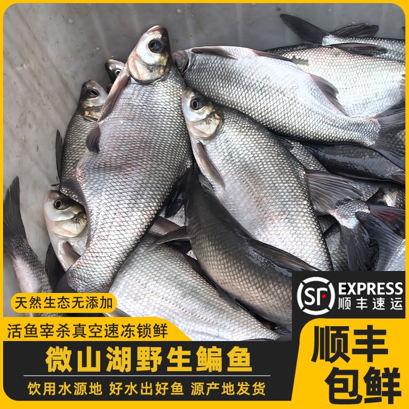大湖渔民野捕生态鳊鱼新鲜活鱼宰杀淡水团头鲂武昌鱼鳊花鱼发顺丰