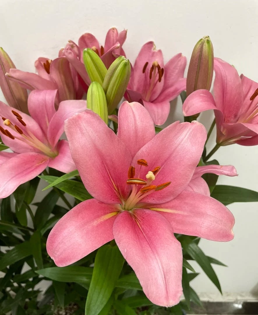 粉红色百合种球布林迪西颗进口百合种球庭院阳台园艺花球四季可种