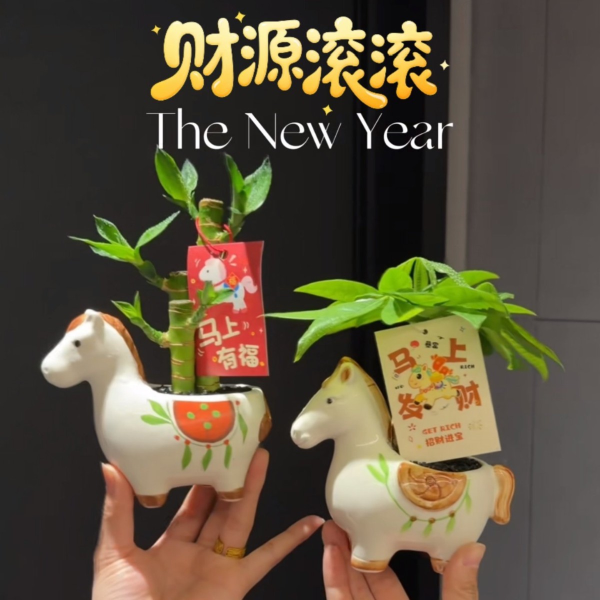 马上发财新款树小盆栽办