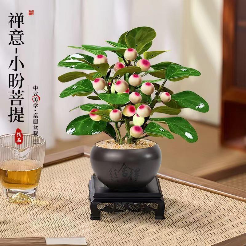 小盼菩提树盆栽带果植物