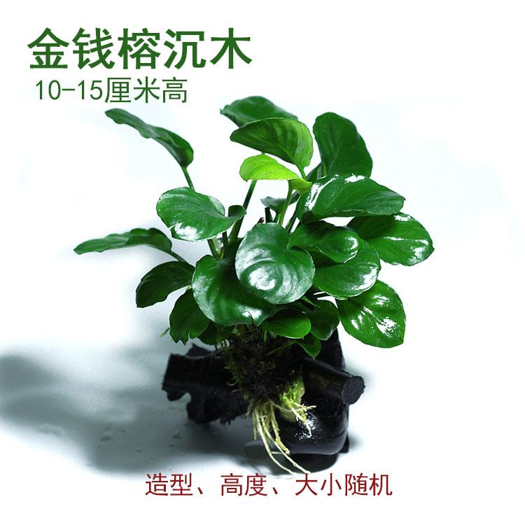 水培植物和鱼共养无泥水草种孑冒泡鱼缸免打理生态养鱼专用真草