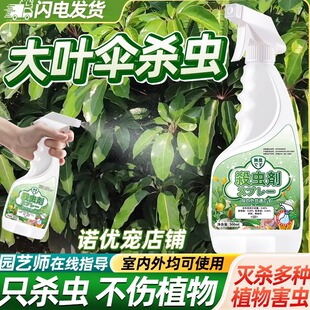大叶伞杀虫剂蚧壳虫专用药驱虫除花药白粉虱防治粉虱杀治诱捕喷剂