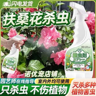 扶桑花专用杀虫剂除虫花生驱虫小白虫腻虫用药虫子白粉虱防虫粉虱