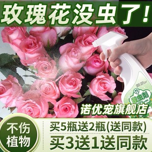 玫瑰花病虫害防治花生怎么办虫蚧壳虫小黑飞腻虫杀虫剂除药防虫有