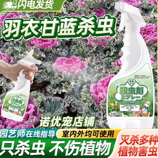 治羽衣甘蓝杀虫剂蚜虫专用药甘蓝芽虫喷雾虫卷叶虫杀蚧壳虫非农药