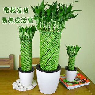 水养编织富贵竹带根水培植物办公室内小盆景创意花卉竹子客厅盆栽