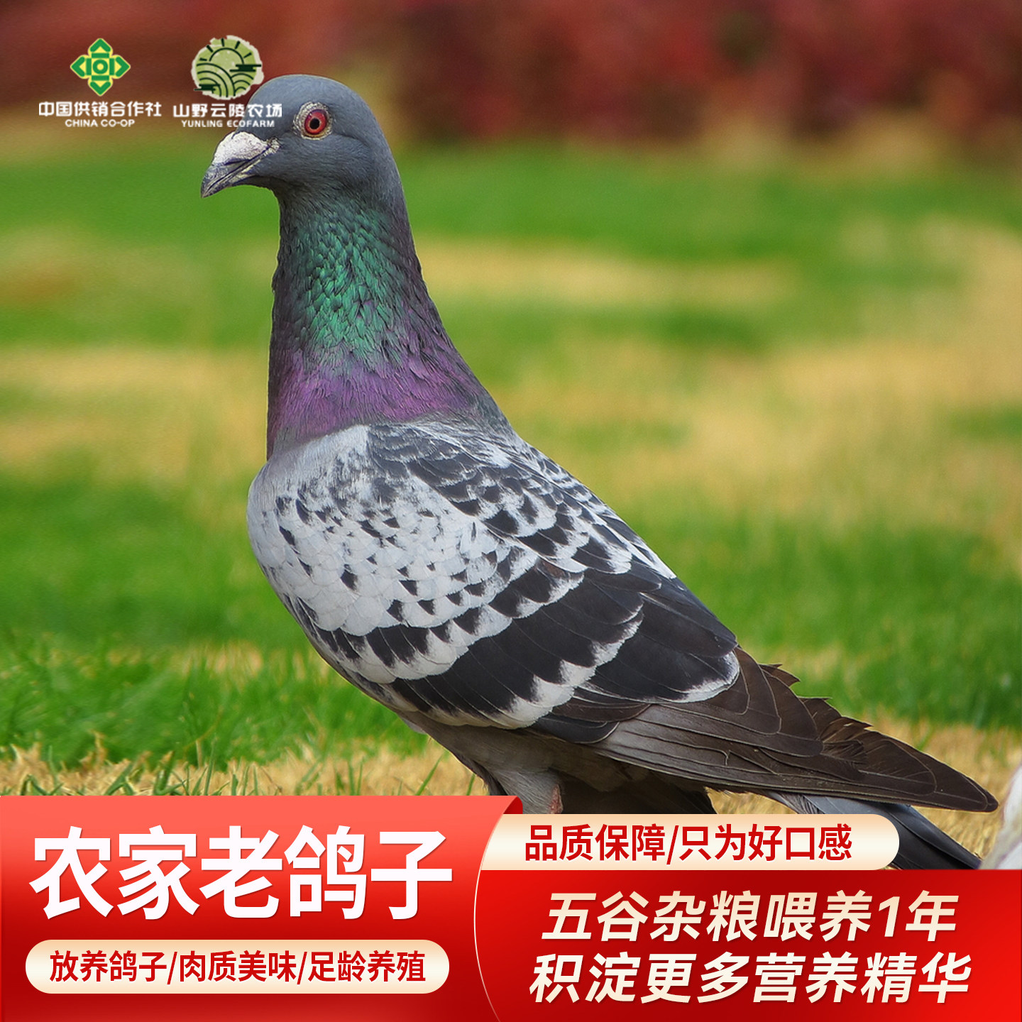 云陵农家杂粮喂养一年土鸽孕妇鸽月子炖汤鸽老鸽子食用肉鸽乳鸽