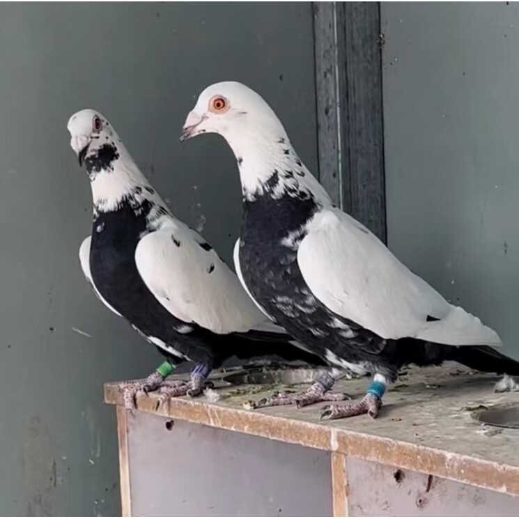 千里王皮特兰赛鸽种鸽活体一对青年云中飞公棚信鸽可孵化受精蛋