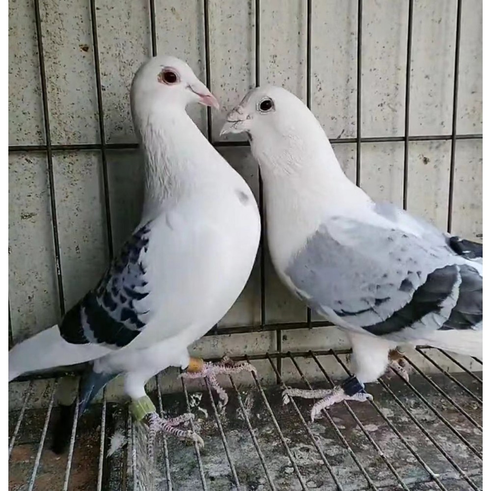 公棚桑杰士赛鸽种鸽活体一对花蝴蝶信鸽可孵化受精蛋成绩鸽血统鸽