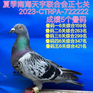 台湾海翔台鸽恐怖59系血统信鸽赛鸽台鸽詹森种鸽活物鸽子苗幼鸽包