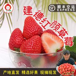 宥小宝红颜奶油草莓正宗建德红颜草莓新鲜当季时令水果草莓顺丰