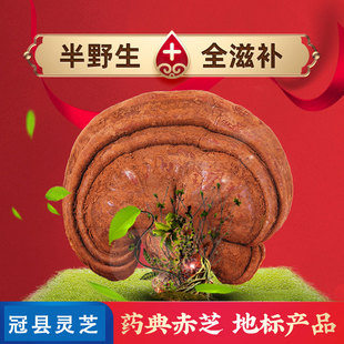 冠县特产 半野生赤灵芝 灵芝煲汤泡酒 中科院产区 厂家直销