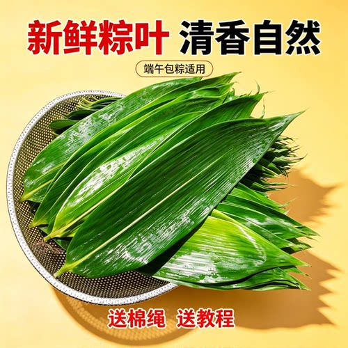端午节粽子叶新鲜大粽叶包粽子用真空袋装家用野生天然节日美食农家无防腐剂箬竹叶香气浓郁手工采摘商用真空袋装家用野生天然商用