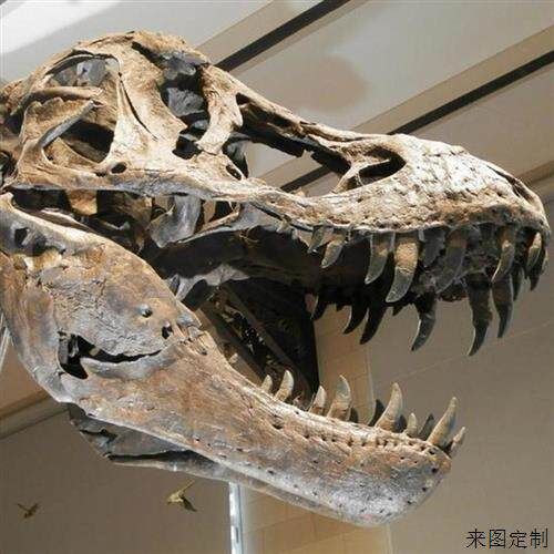 恐龙霸王龙化石骨骼玻璃钢静态博物馆橱窗美陈公园摆件厂家直销