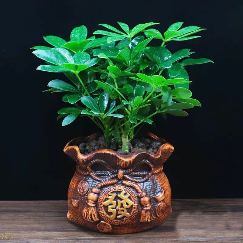 四季长青风水植物八方来财鸭脚木室内阳台桌面绿植盆栽花卉发财树