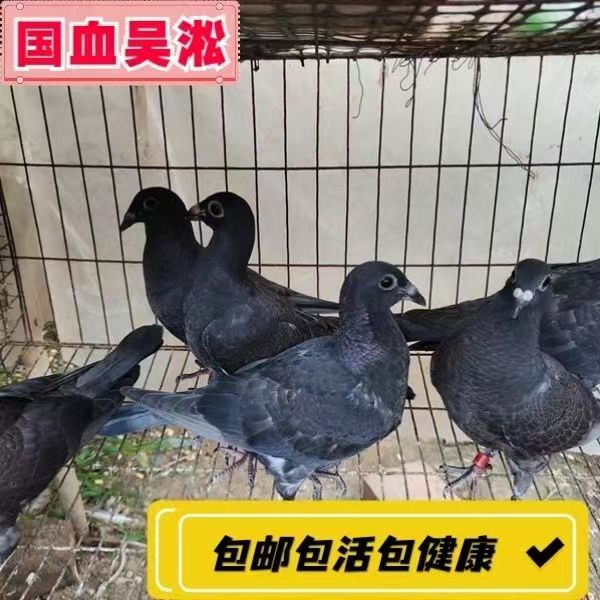 幼崽老国血李鸟吴淞西翁种鸽信