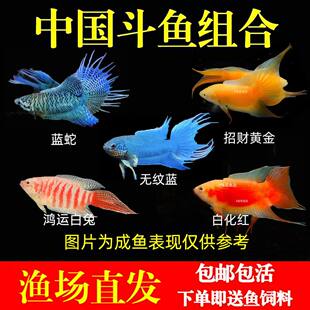 [自选]中国斗鱼黄金活体淡水游龙原生鱼无纹蓝小型蓝叉耐活观赏鱼