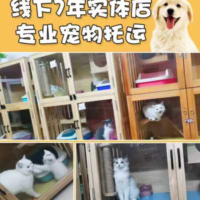 宠物托运服务运输邮寄猫咪狗狗快递空运代办随机手续航空广州深圳