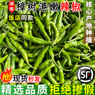 樟树港新鲜嫩皮薄香辣椒湖南岳阳产地现摘顺丰直达农家下饭菜青椒