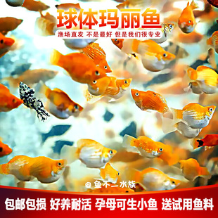 皮球孕母奶牛燕尾球体高帆玛丽球鱼胎生鱼缸除油膜好养热带观赏鱼