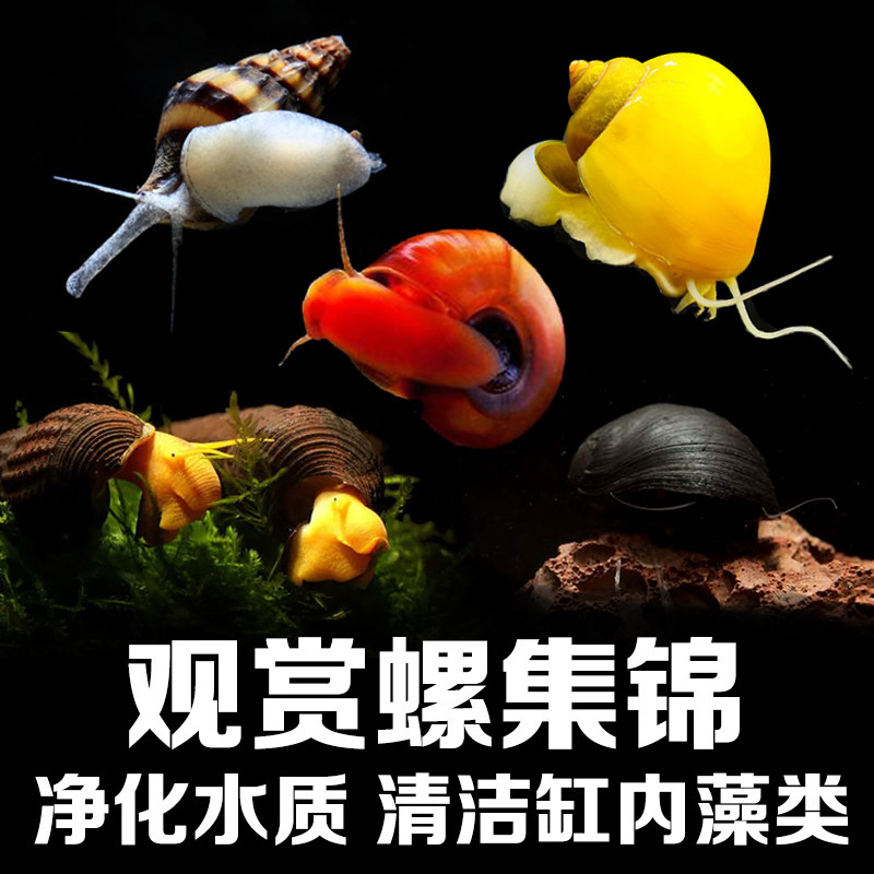 苹果螺吃涡虫马来螺橙兔螺黄金螺可繁殖除藻除苔樱花虾活体观赏螺