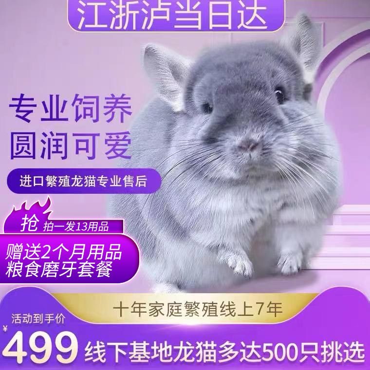 家养活体龙猫幼崽宠物长毛标灰玩偶宝宝公仔玩具活物房子打过疫苗