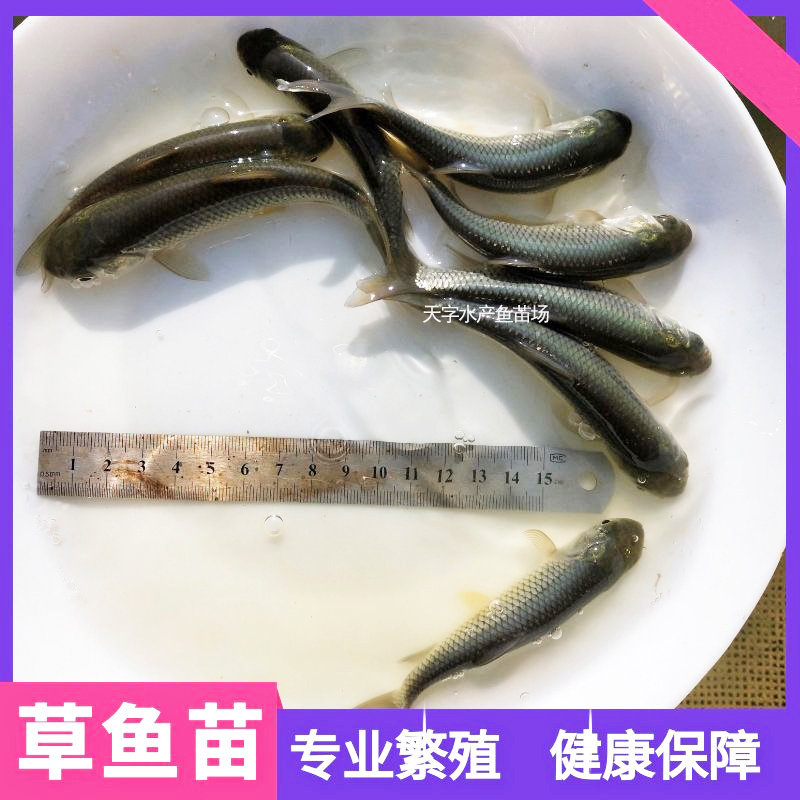 鲩鱼苗大草鱼苗活体草鱼螺丝青鱼苗本地养殖大头鱼乌龟饲料