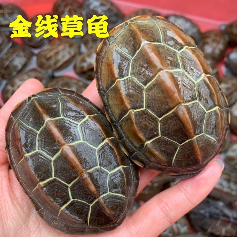 草龟乌龟活物小乌龟活物中华草龟草龟活物墨龟水龟宠物龟观赏龟,宠物/宠物食品及用品,龟/鳖,淘宝优惠券,粉丝福利购,淘宝优惠卷