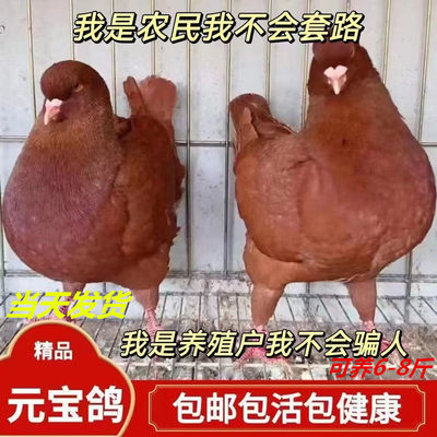 纯种元宝鸽子活物一对超大体巨型鸽子活一对大型活体肉鸽种鸽鸽子