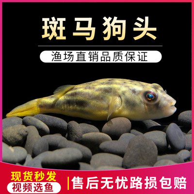 观赏热带鱼斑马狗头河豚好养鱼苗淡水活体小型宠物凶猛狗头鱼包邮