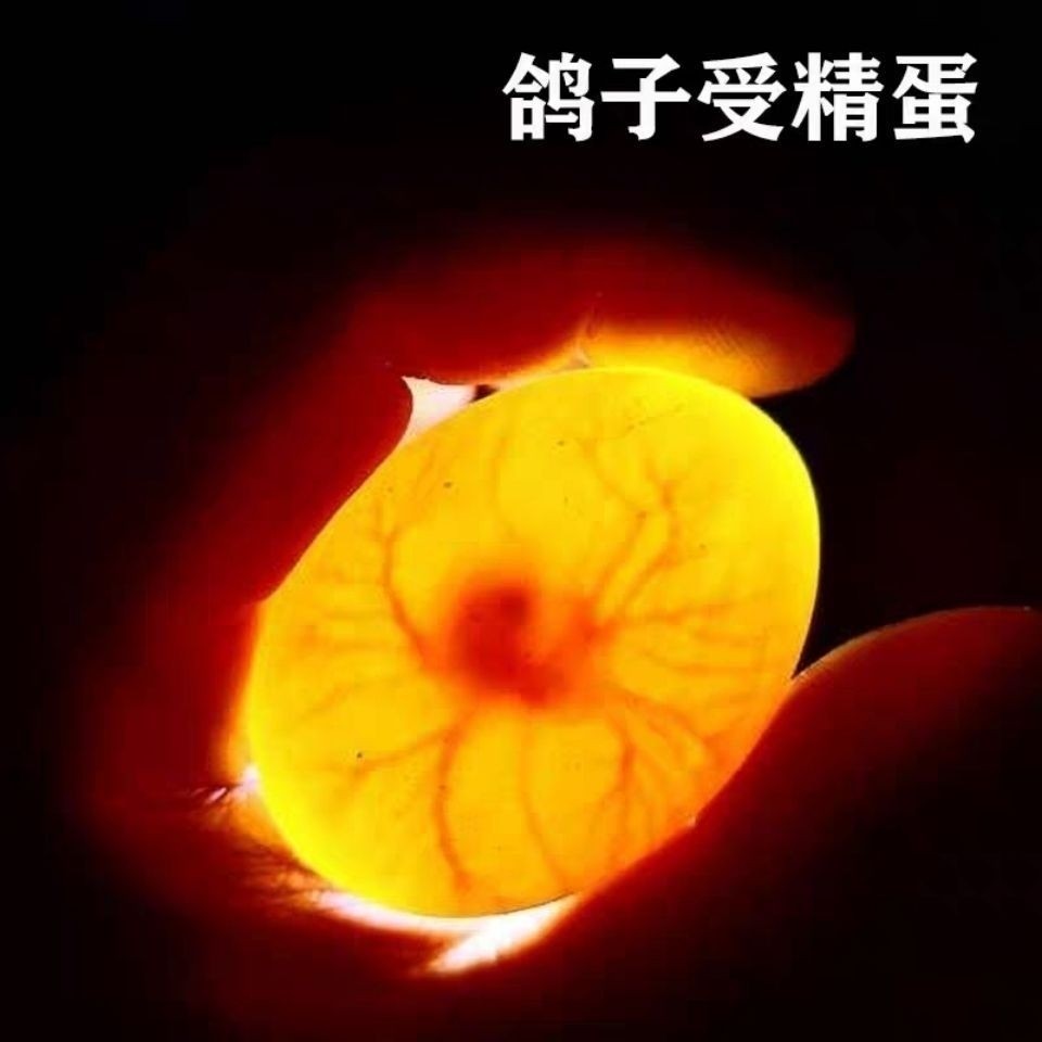 鸽子受精蛋可以孵化鸽子的种蛋人工孵化鸽蛋信鸽蛋元宝鸽受精蛋02