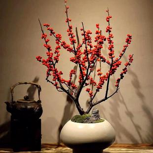 进口北美冬青盆栽树苗耐寒年宵花卉相思豆室内庭院客厅盆栽