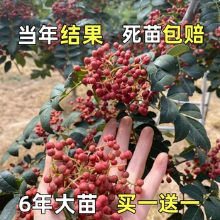 大红袍花椒苗树四川麻椒苗盆栽高产南北方种植花椒树大苗当年结果