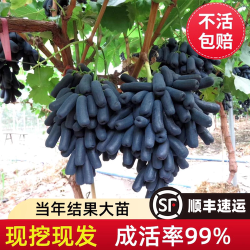 葡萄树苗阳光玫瑰蓝宝石新