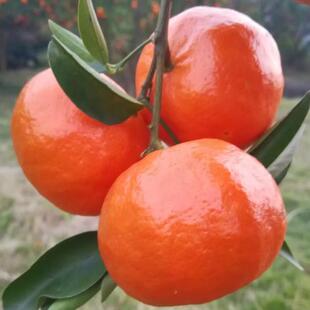 万州古红橘橘子树苗嫁接桔子苗无子砂糖橘盆栽果树苖当年结果