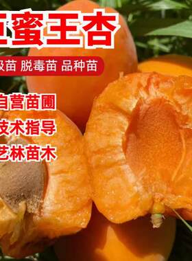 杏树苗甜特大巨蜜王子南方