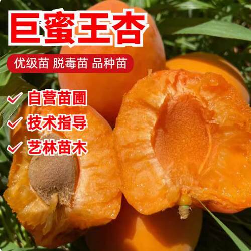 杏树苗甜特大巨蜜王子南方