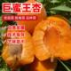 杏树苗甜杏苗特大巨蜜王杏子苗南方北方种植凯特杏果树苗当年结果