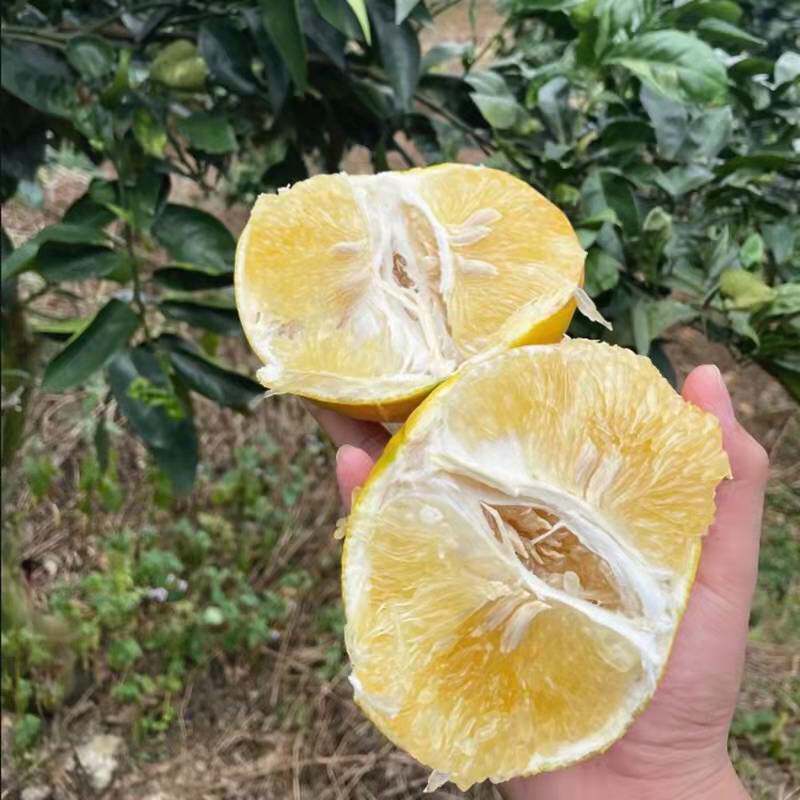 葡萄柚树苗台湾鸡尾葡萄柚子苗黄金葡萄柚苗庭院盆栽地栽大苗带果