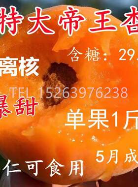 杏树苗特大帝王子果盆栽地耐