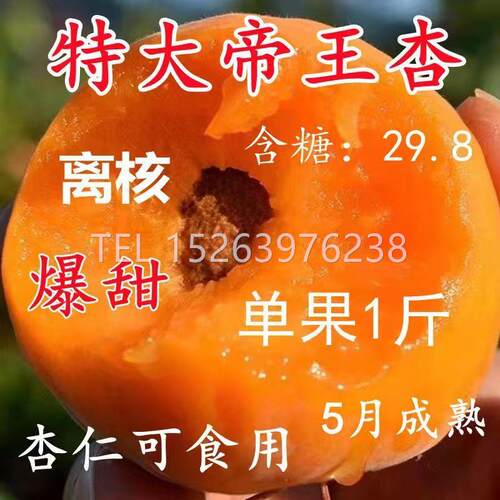 杏树苗特大帝王子果盆栽地耐