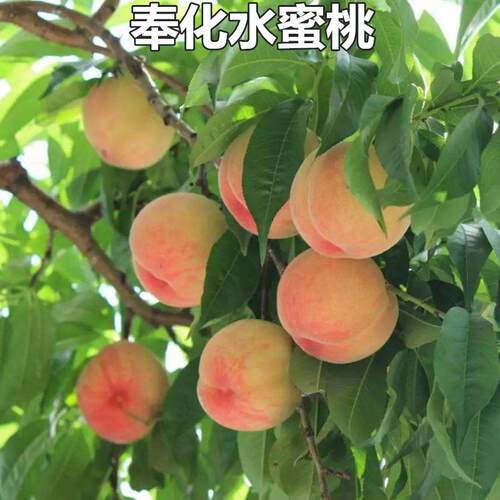 庭院果树苗嫁接桃奉化水