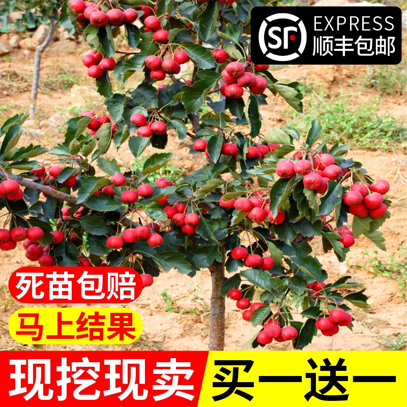 山楂树活苗大五棱甜红子南方