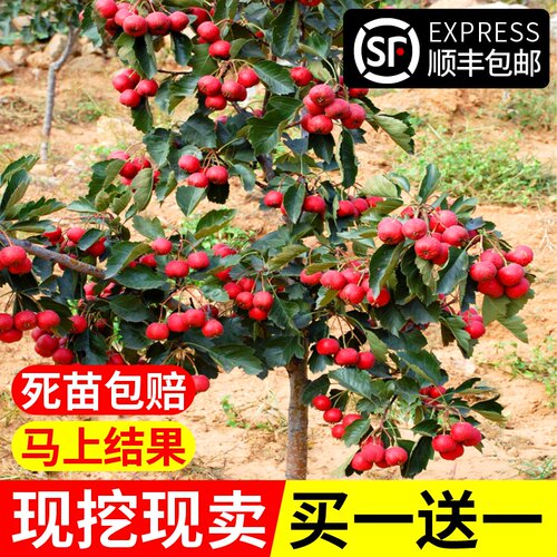 山楂树活苗大五棱甜红子南方