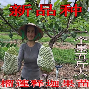 可种植 新红皮释迦树苗大个榴莲黄龙释迦盆栽地栽南北耐寒果树四季