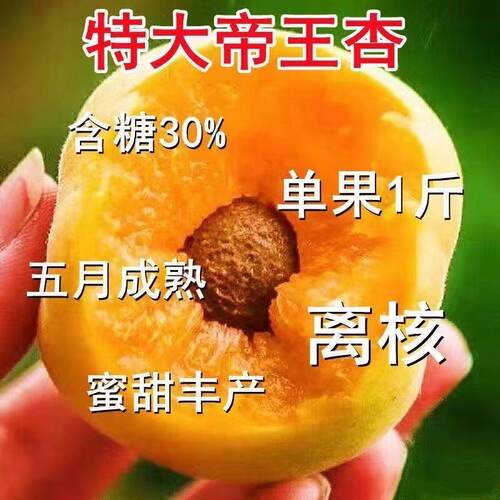 帝王杏树果苗嫁接新品种特