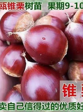嫁接建瓯锥栗树苗特大榛子板