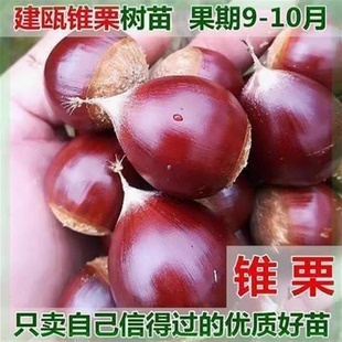 嫁接建瓯锥栗树苗特大榛子板栗苗南方北方庭院盆栽地栽栗子树果苗